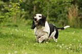 BASSET HOUND 117